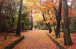 秋の写真 紅葉