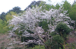 春の写真 桃の花